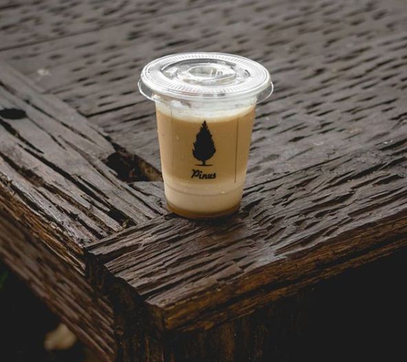 Pinus Kopi